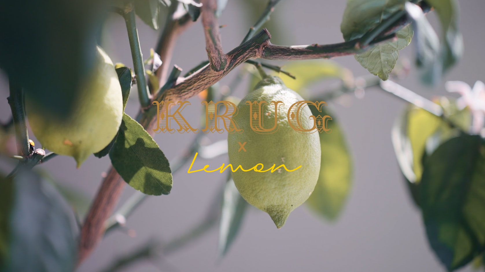 Krug x Lemon Single Ingredient CE event 